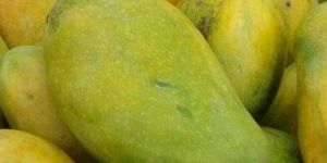 Langra Mango