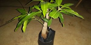 Mango Plant