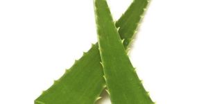 Fresh Aloe Vera Leaves