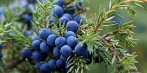 Juniper Berry Oil
