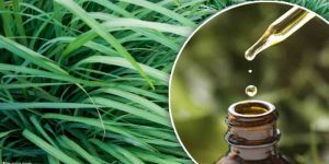 Pure Palmarosa Oil