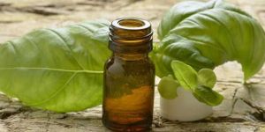 Pure Sweet Basil Oil