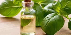 Sweet Basil Oil