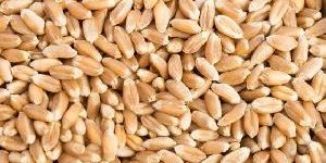 Long Grain Wheat Seeds