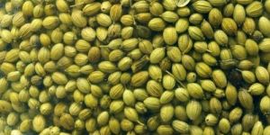 Coriander Seed