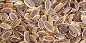 Dill Seed