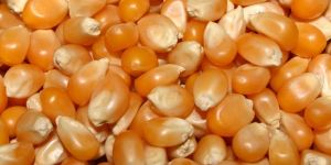Maize