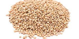 Millet