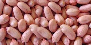 Peanuts Bold