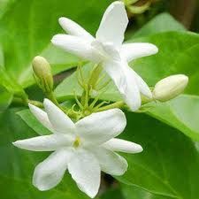 White Jasmine Flower