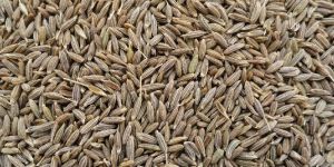 Cumin Seeds