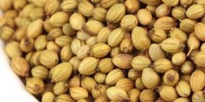 Indian Coriander Seeds