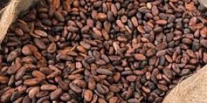 Cocoa Beans