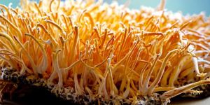 Cordyceps Mushroom