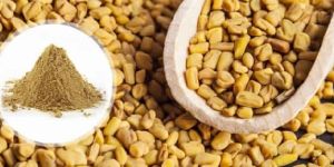 FENUGREEK SEEDS and POWDER