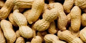 Peanut