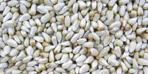 Safflower Seeds