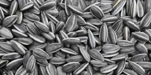 Sunflower Seeds