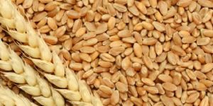 Wheat