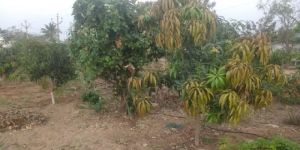 Agriculture Land Dealing Services