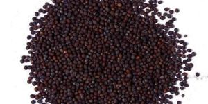 Organic Black Mustard Seeds