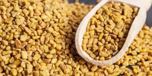 Yellow Fenugreek Seeds
