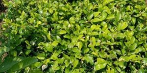 Kasmiri Apple Ber Plants