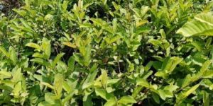 VNR Bihi Guava Plants