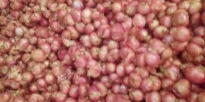 Shallot Onions