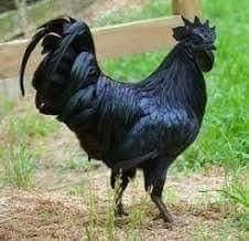 Kadaknath Hens