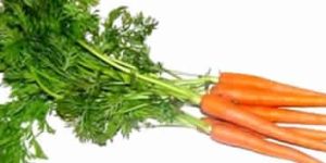 Fresh Carrots
