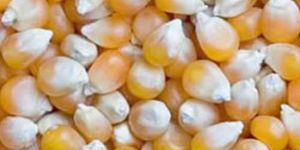Yellow Maize