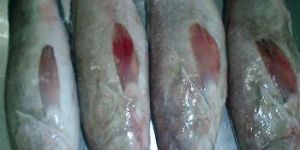 Frozen Reef Cod Fish