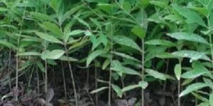 FORESTY PLANT NURSERY