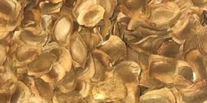 Sandalwood Seed