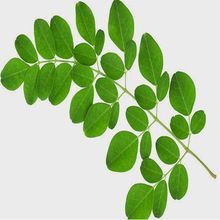 Moringa Oleifera Leaves