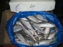 Indian Mackerel