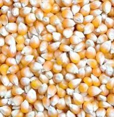 Yellow Corn Maize