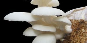 Oyster Mushroom