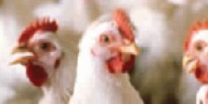 BIOGUARD SPECTRUM BIOCIDE BIRD FEED