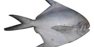 Pomfret Fish