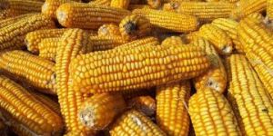 Yellow Maize