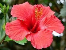 Hibiscus Extract