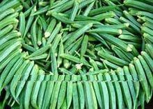 Okra