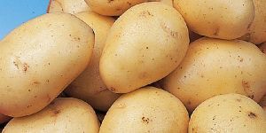 Fresh Potato