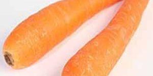 Carrot
