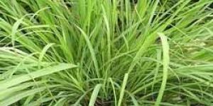 Lemon Grass