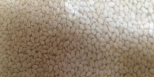 Sesame Seed