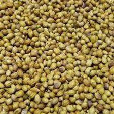Coriander Seeds