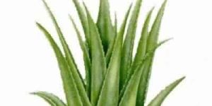 Aloe Vera Extract